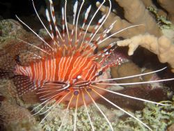 Lion Fish from Similan, Thailand by Evelyn Foo 
